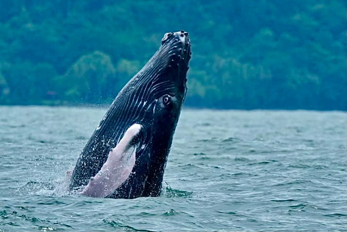 "Festival de Ballenas y Delfines" se celebrará del 4 al 6 de setiembre en Uvita