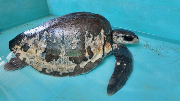 Parque Marino del Pacífico atiende a tortuga lora rescatada en Playa Quizales